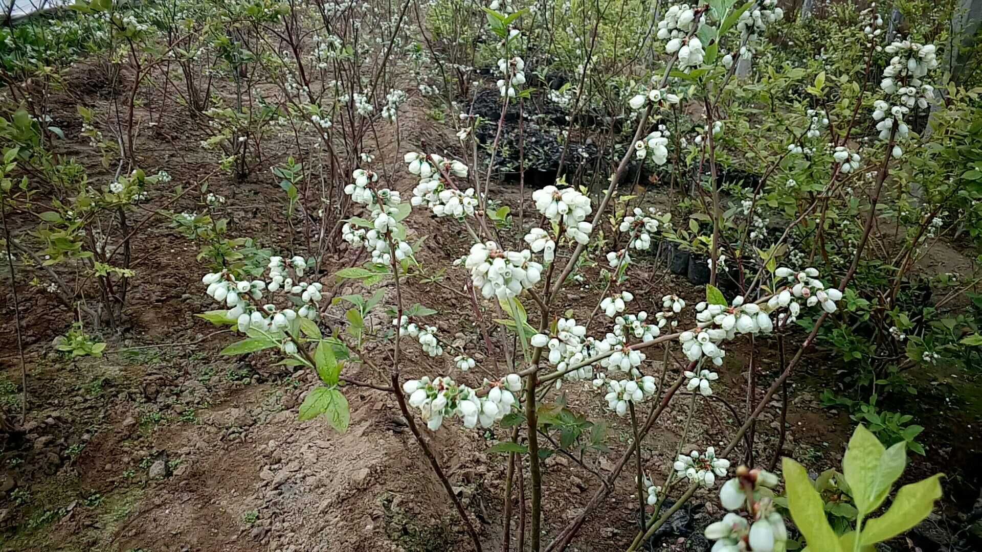 蓝莓花盛开的画面