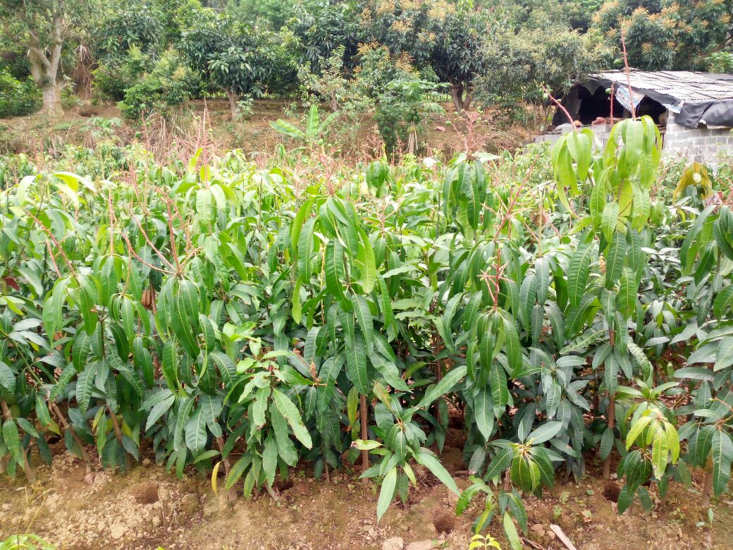 无人机高空俯拍视角下的大型无核荔枝苗种植基地,连片白色大棚有序排列,形成几何图案;基地内道路纵横,运输车辆正在装卸苗筐;远处可见科研楼与检测实验室建筑群,整体展现规模化、现代化农业场景 海南无核荔枝苗示范基地航拍图