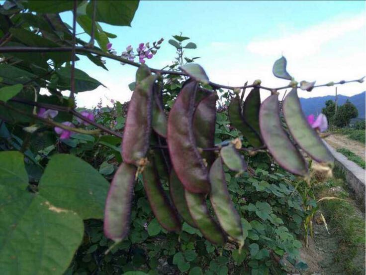 一簇新鲜采摘的紫色扁豆悬挂在藤蔓上,豆荚呈长条形,表面光滑,整体呈现深紫红色光泽,背景为绿色叶片和阳光照射下的田园环境 紫扁豆特写