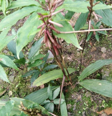 [毛慈菇批发]野生毛慈姑价格68.00元/斤 - 一亩田