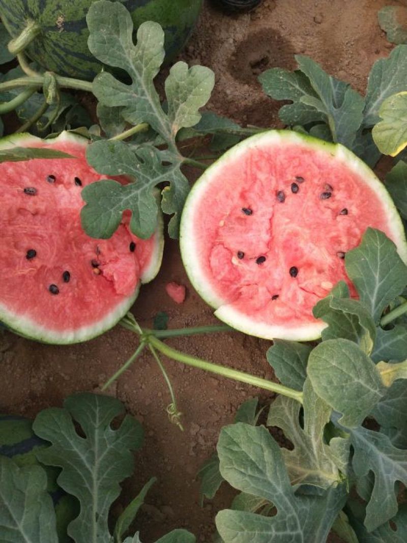 京欣西瓜6斤打底8成熟1茬