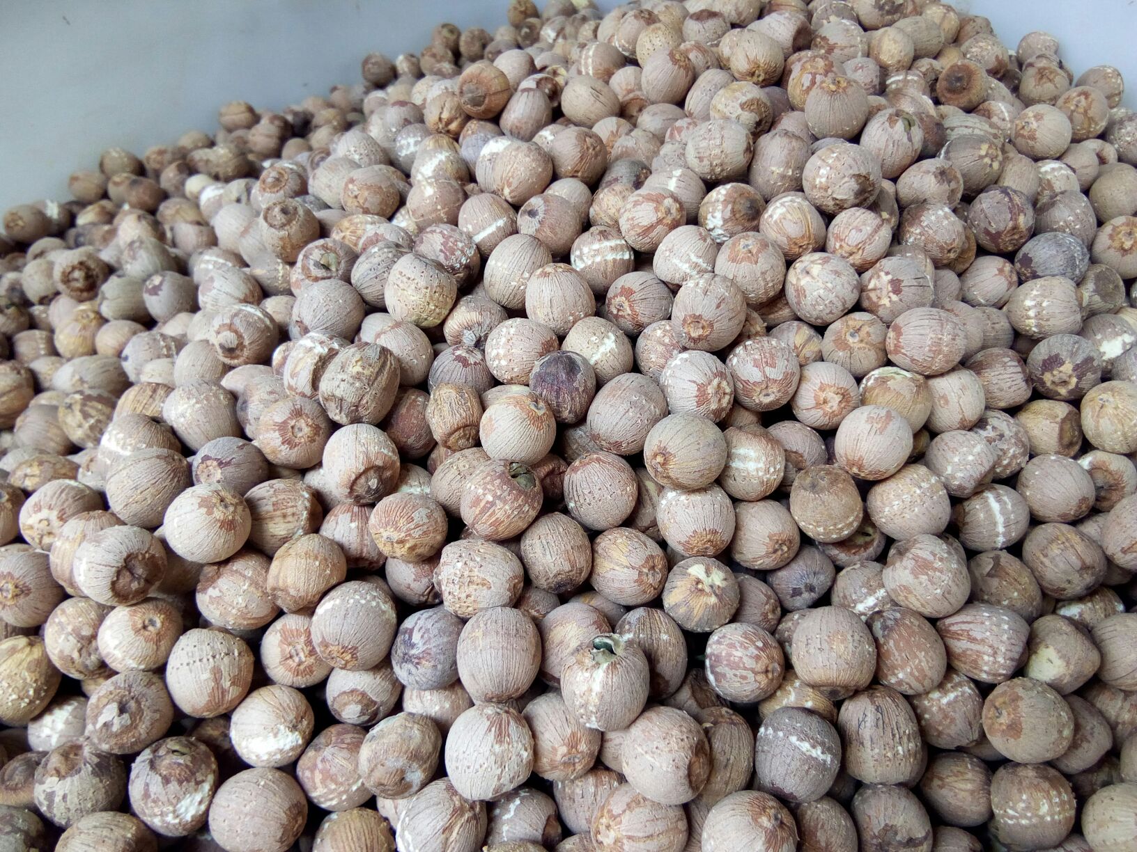 湖南湘潭地理标志产区清晨采摘的鲜嫩湘莲莲蓬,莲子粒大圆润、色泽如凝脂,未去衣、未脱水,体现最佳生食成熟度 新鲜采摘的青绿色莲蓬,剥开可见12–15粒饱满玉白色嫩莲子,莲子表面湿润反光,部分带淡绿色莲衣,背景为湖南湘潭荷塘实景