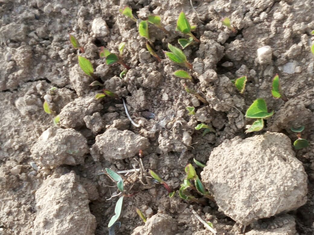 图示展示在不同气候条件下二甲戊灵药效表现差异 二甲戊灵在不同气候条件下的药效对比图