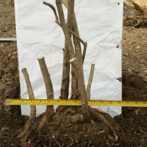映山红树桩20~25cm
