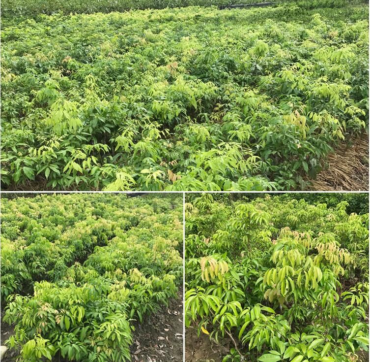 荔枝果园环割后管理现场图