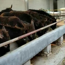 肉驴