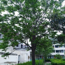 精品栾树