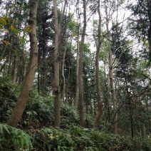 杜英18~20cm20cm以上4米以上