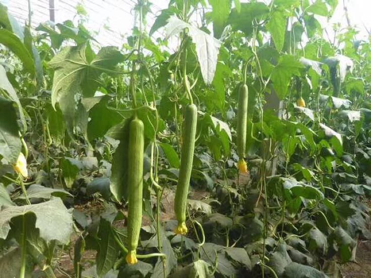 生态摄影:藤架上垂挂3根带花新鲜丝瓜,表皮翠绿带细绒毛,顶端保留黄色雌花,叶片舒展呈掌状裂,土壤湿润可见少量蚯蚓,体现有机种植环境 丝瓜植株与新鲜丝瓜果实特写