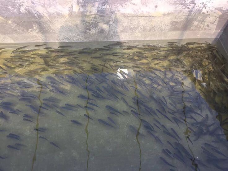 水质检测人员在养殖池边进行钙镁检测