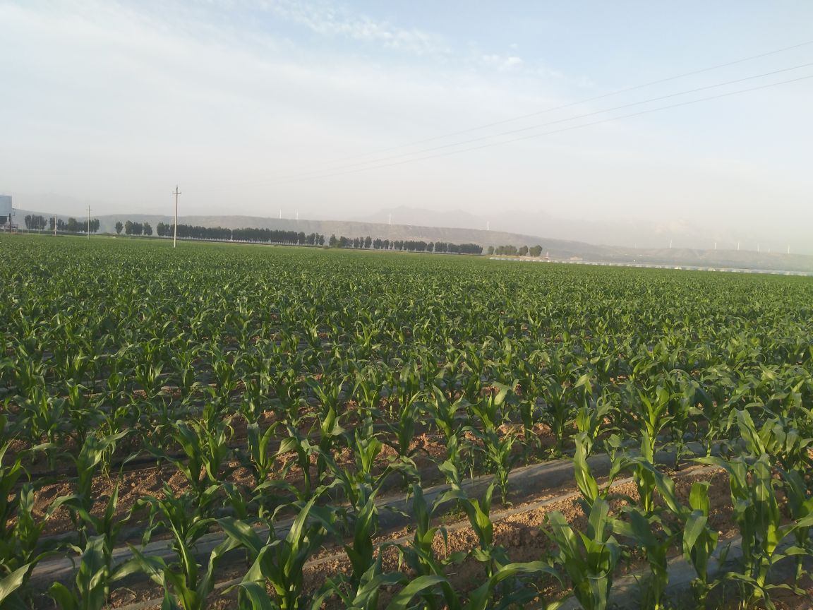 大豆间作种植示意图