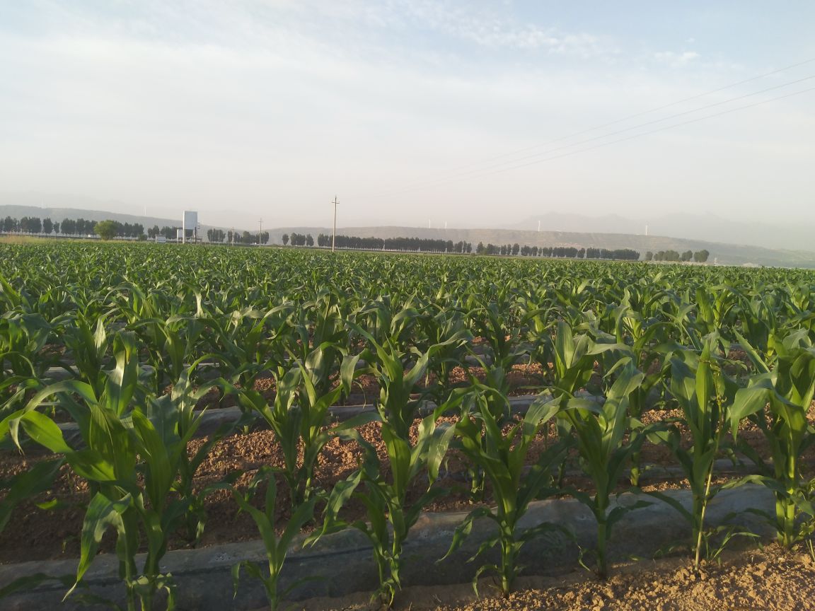 如东县农田风光