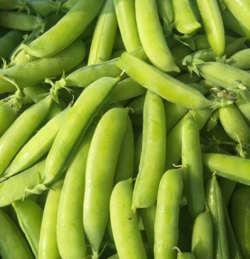 [瓜尔豆批发]瓜尔豆 价格1.20元/斤 - 一亩田