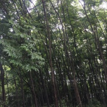 楠木6~8cm4m以上