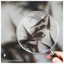黄颡鱼苗杂交黄骨鱼苗免疫力强