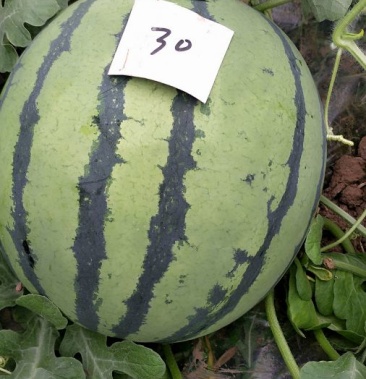 8424西瓜 四斤打底 8成熟 2茬以上