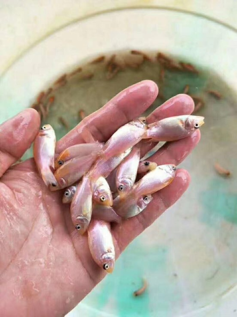 海南一号罗非鱼苗,宝路罗非鱼苗,新吉富罗非鱼苗脆肉罗非鱼