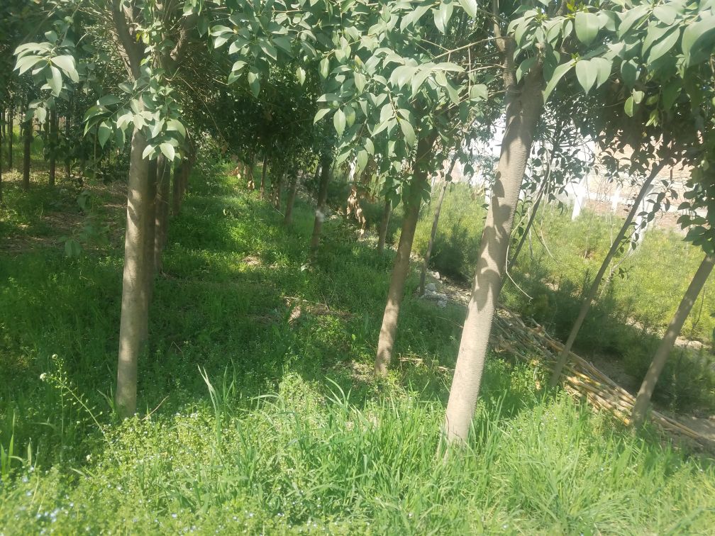 一片整齐划一的大叶女贞幼苗在阳光下生长, rows of young broad-leaf privet seedlings growing in a well-organized nursery, with green leaves glistening under sunlight, soil is moist and mulched, workers in the background are inspecting plant health 大叶女贞成片种植景观