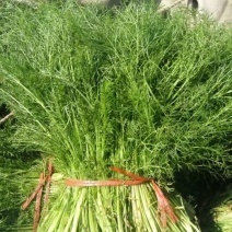 茴香30~40cm
