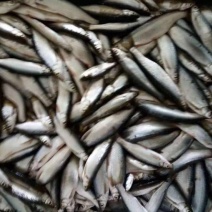餐鲦鱼