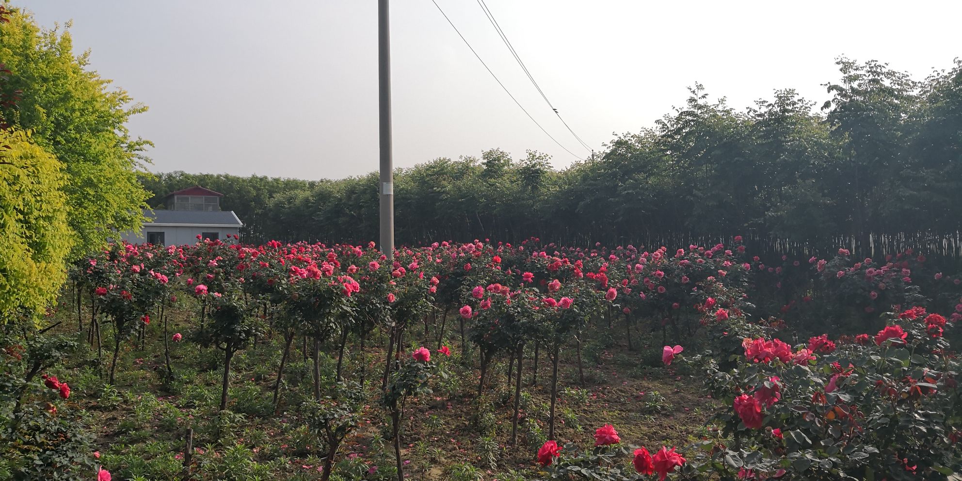 月季合唱团整体株型展示