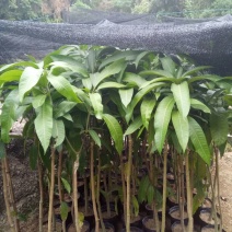 金煌芒树苗小、中杯苗皆有量多价优