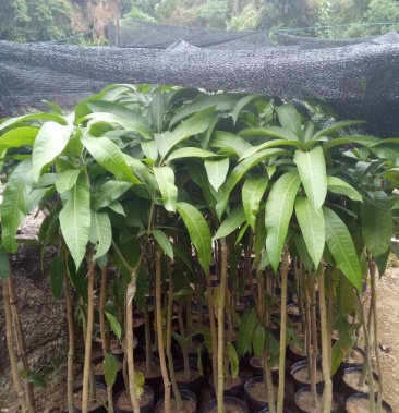 金煌芒树苗 小,中杯苗皆有 量多价优