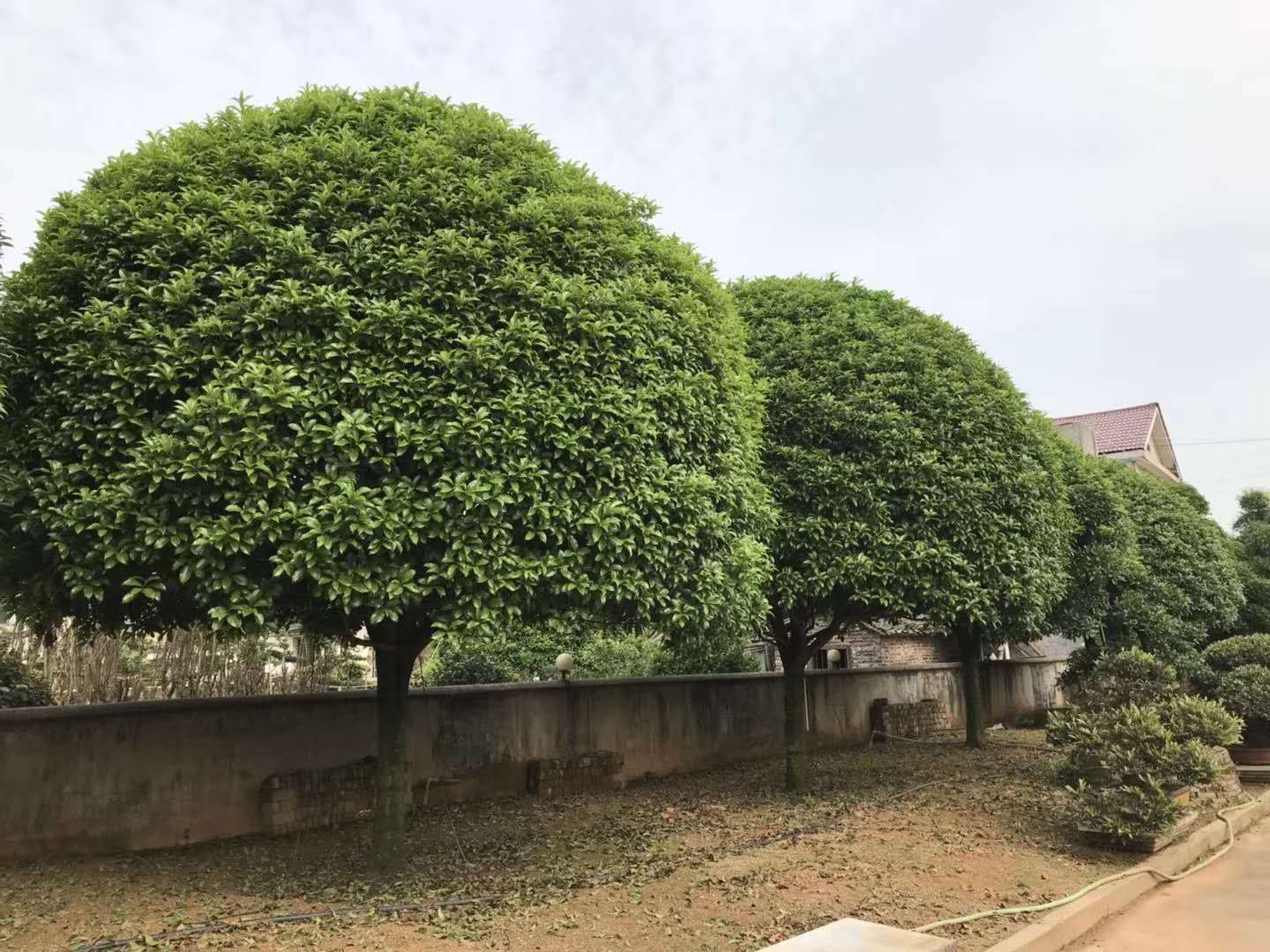 丹桂树整体景观