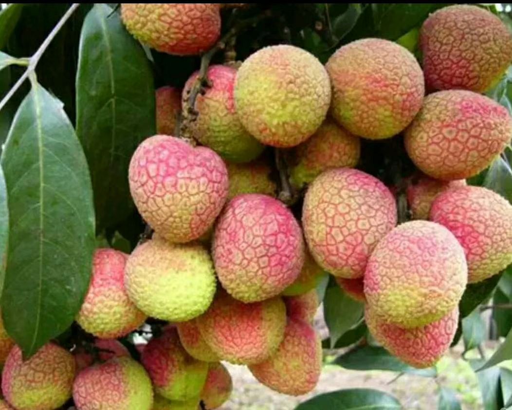 一颗成熟的挂绿荔枝,果皮呈红绿相间状态,纵向绿色条纹清晰可见,环绕果实一周,果形饱满圆润,背景为清晨露水未干的果园环境,阳光柔和照射 挂绿荔枝特写