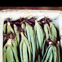 库拉索食用芦荟20cm，颗颗饱满，欢迎电话联系