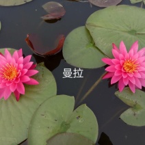 睡莲