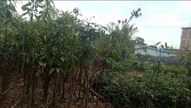 三月红荔枝树春季开花特写