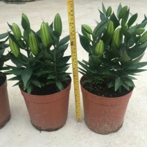 盆栽香水百合粉色瑞丽花卉卉盆栽批发