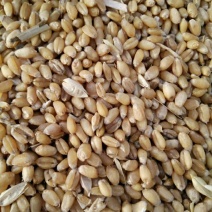 小麦12.5%以下