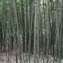 绿竹5~6m