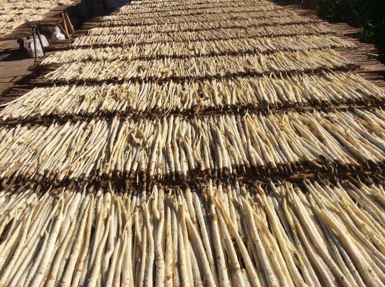 展示红沙参从采挖、清洗、去皮、焯水、晾晒到分级包装的全过程,工人在阳光下摊晒红沙参,根条整齐排列,色泽均匀呈浅红棕色 红沙参加工流程示意图