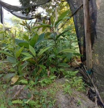 走马胎别名大发药九丝马山鼠走马风