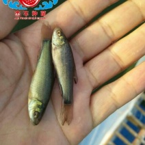 【买好苗，选杰丰】丁桂鱼苗自营鱼塘，全国走货，保成活率