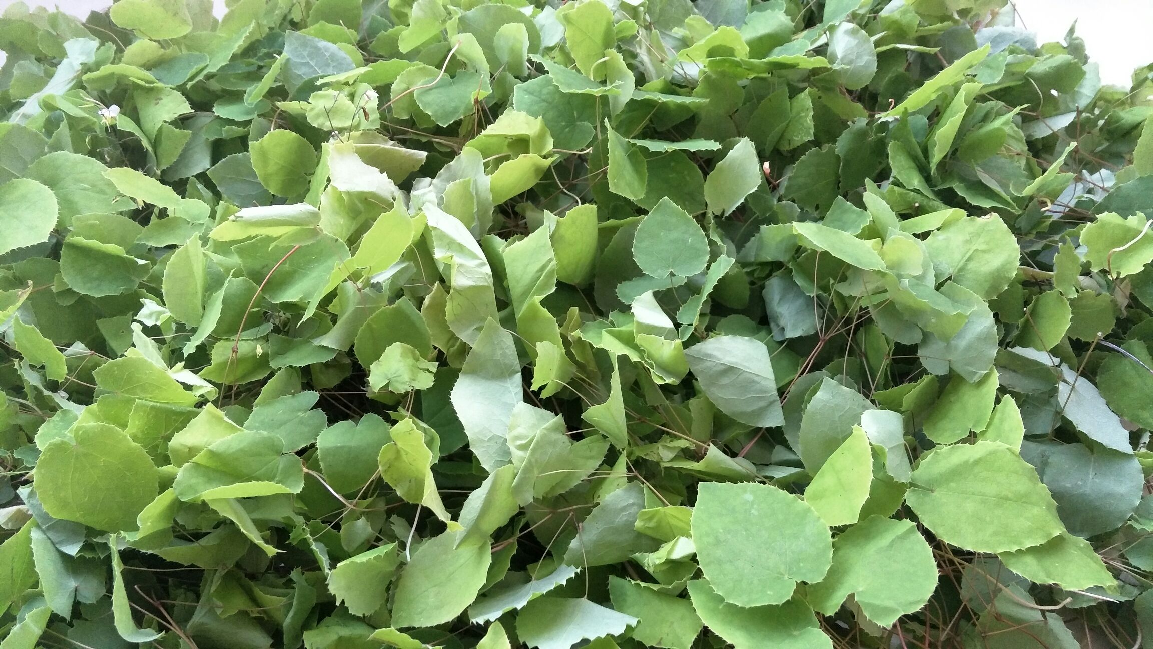 展示小叶紫檀木材与小叶茼蒿植株的对比图片,突出两者在植物形态和用途上的差异 小叶紫檀与小叶茼蒿的植物对比图