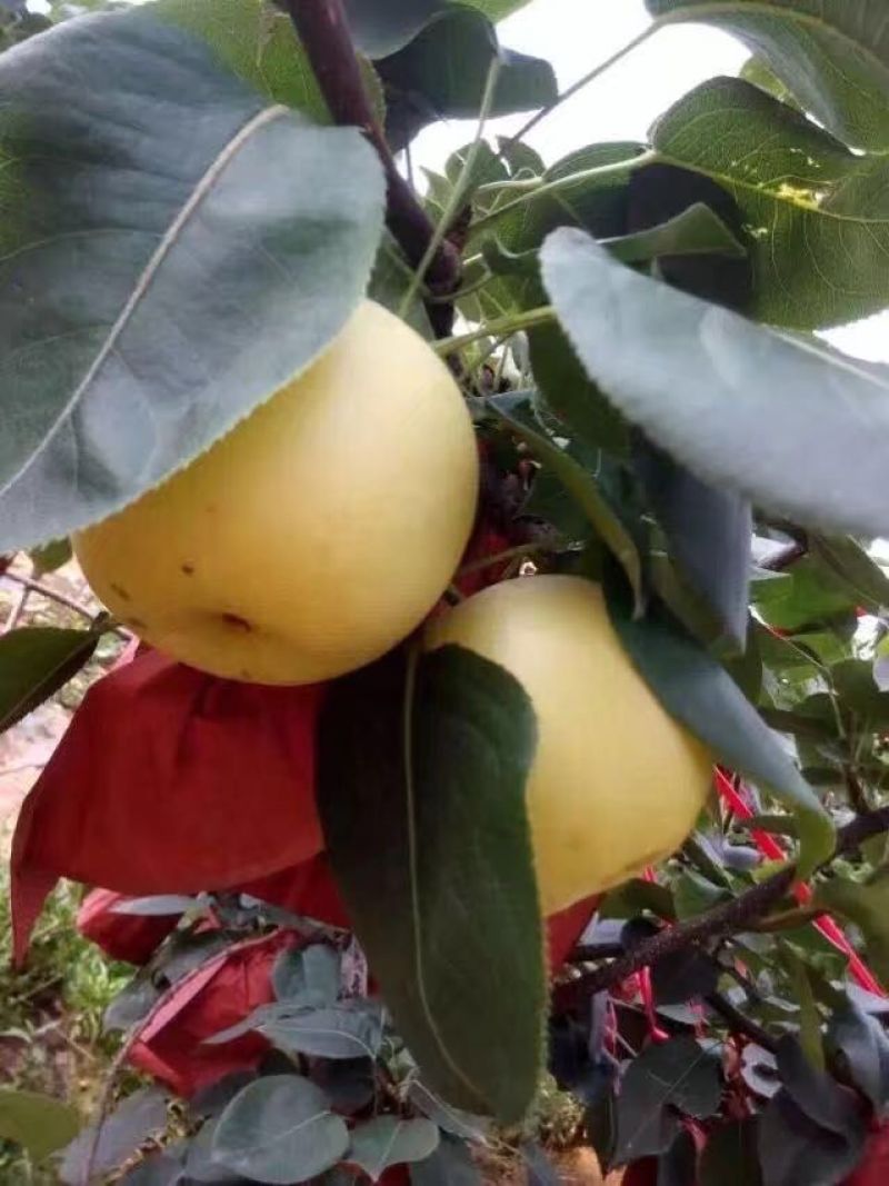 [黄金梨批发]河南南阳方城县梨 58.00元/箱黄金梨 每箱12 _ 一亩田