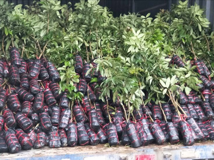 桂味无核荔枝冷链包装实景：透明真空托盘装果，覆食品级气调膜（含O₂/CO₂比例标识），外箱印有“从化地理标志+SC编码+全程温控二维码”