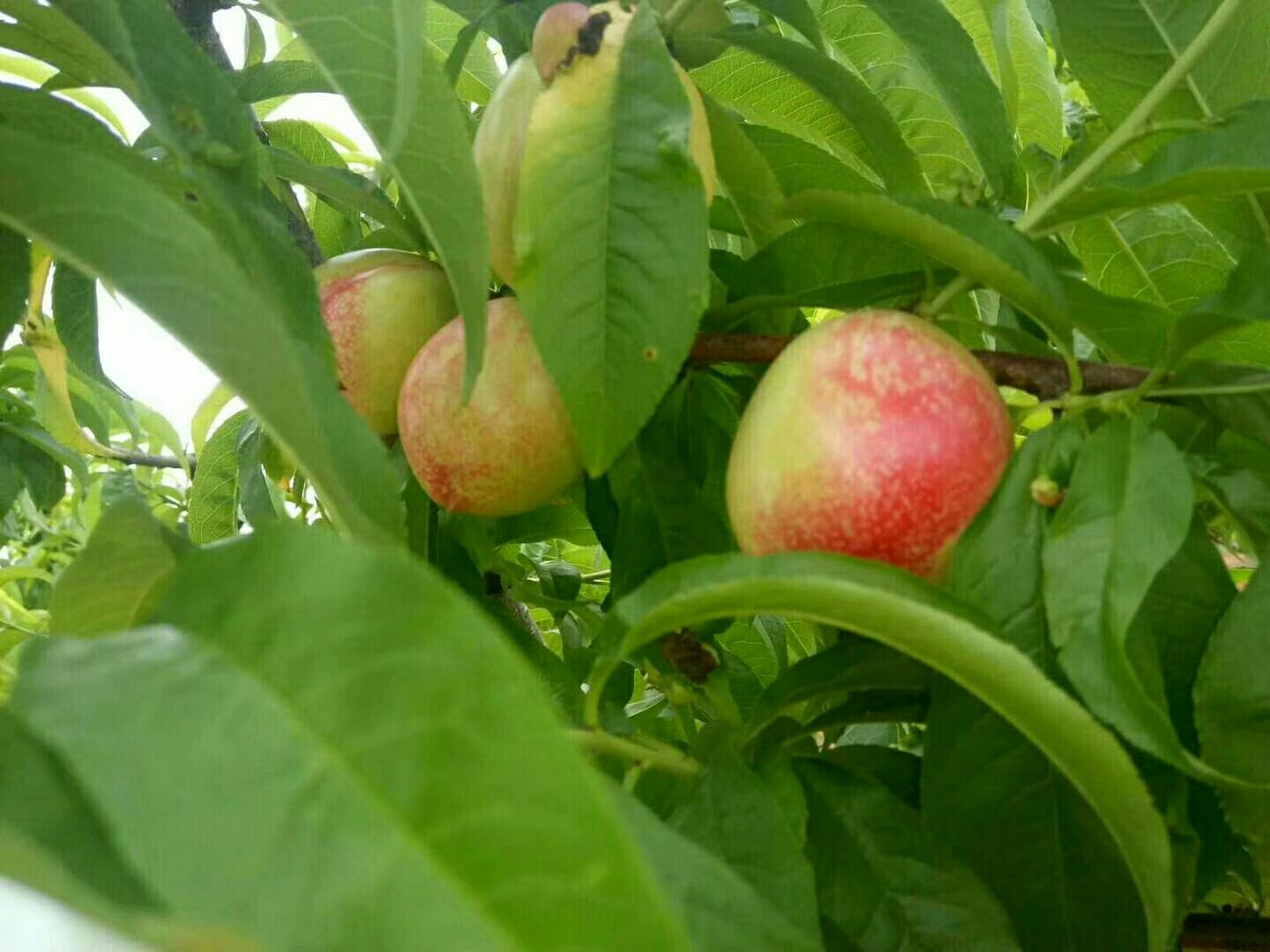 一颗成熟的518油桃,果皮呈橙红色,表面光滑无毛,果形圆润饱满,切开后果肉为金黄色,汁水丰富,背景为绿色叶片和枝条,展示其自然生长状态 518油桃特写