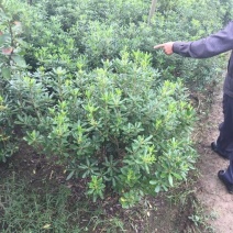 榆叶梅50~80cm