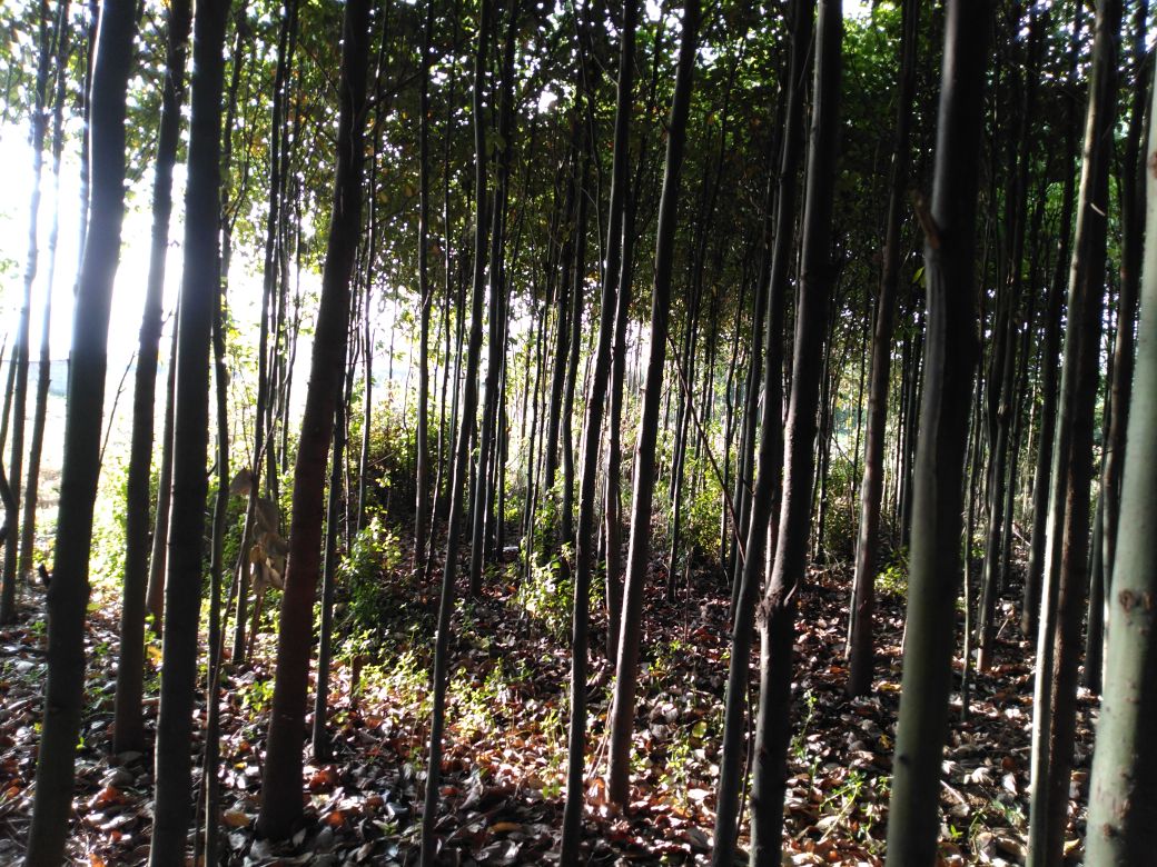 葡萄柚精油在自然环境中使用的场景