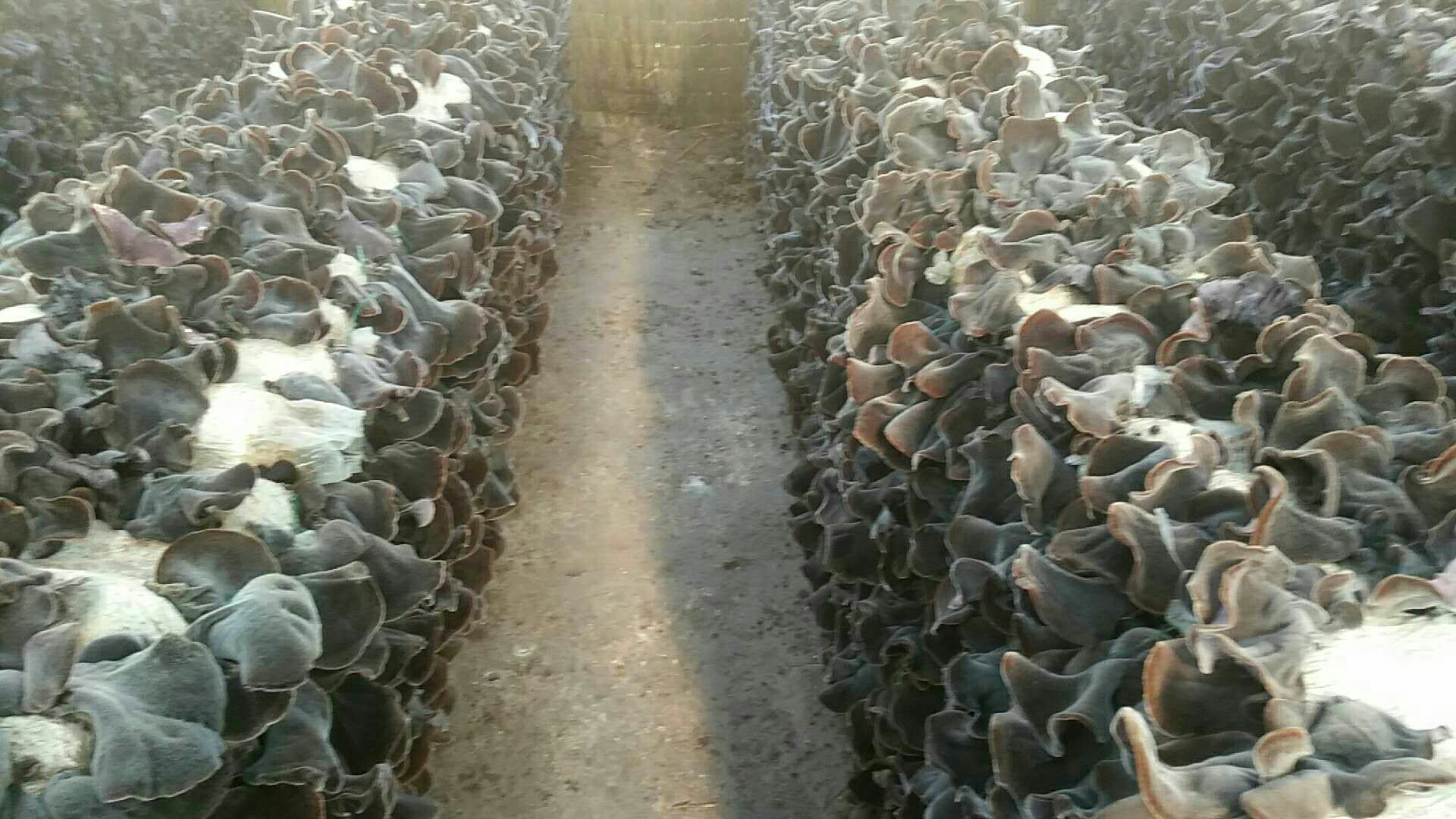 航拍视角下的毛木耳生产基地,整齐排列的种植大棚和绿色山林相映成趣 毛木耳生产基地航拍图