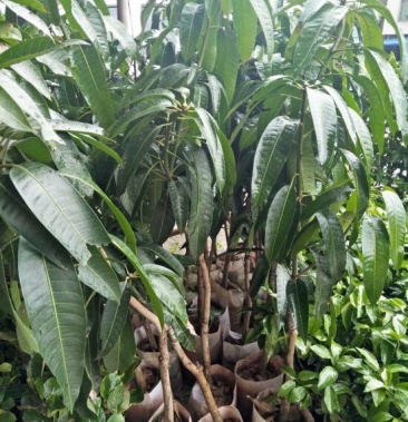 [芒果苗批发]金煌芒树苗 1m以下价格5.50元/棵 - 一亩田