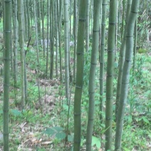 雷竹2-4cm