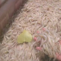 虾干野生
