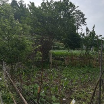 原生紫薇