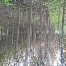 大量优质红叶李紫叶李，产地现挖现发，成活率高，提供技术指